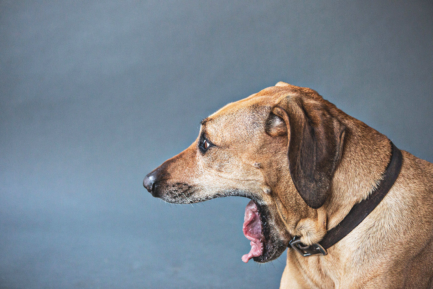 Dog Tongue