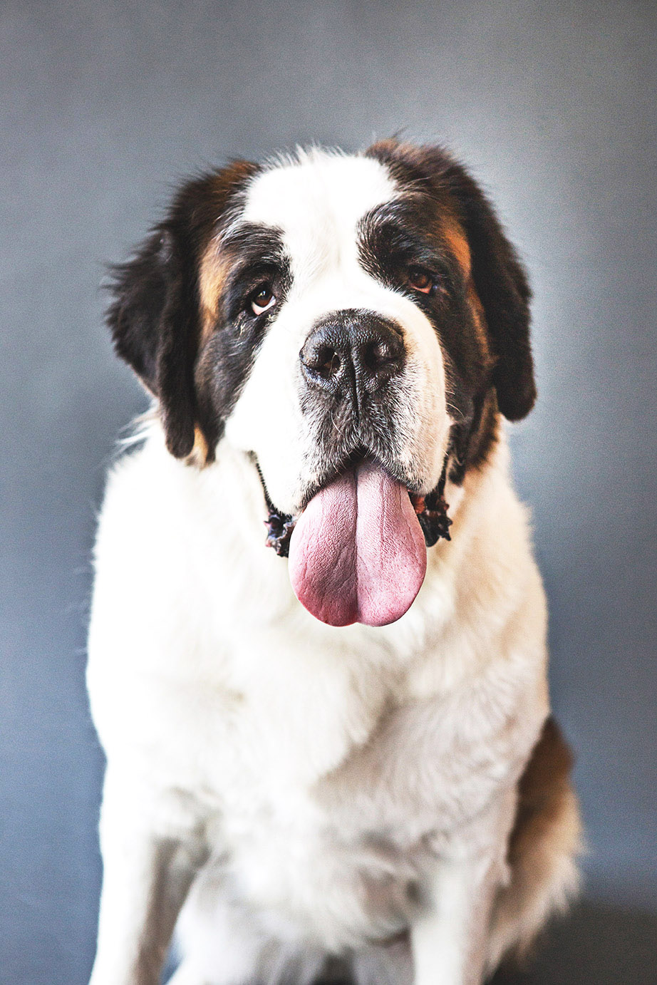 Saint Bernard