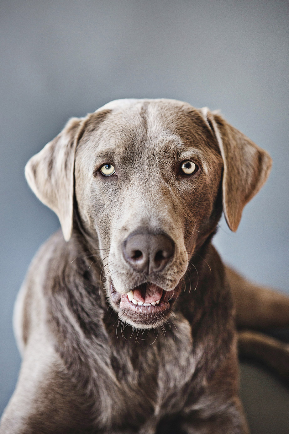 Silver Lab