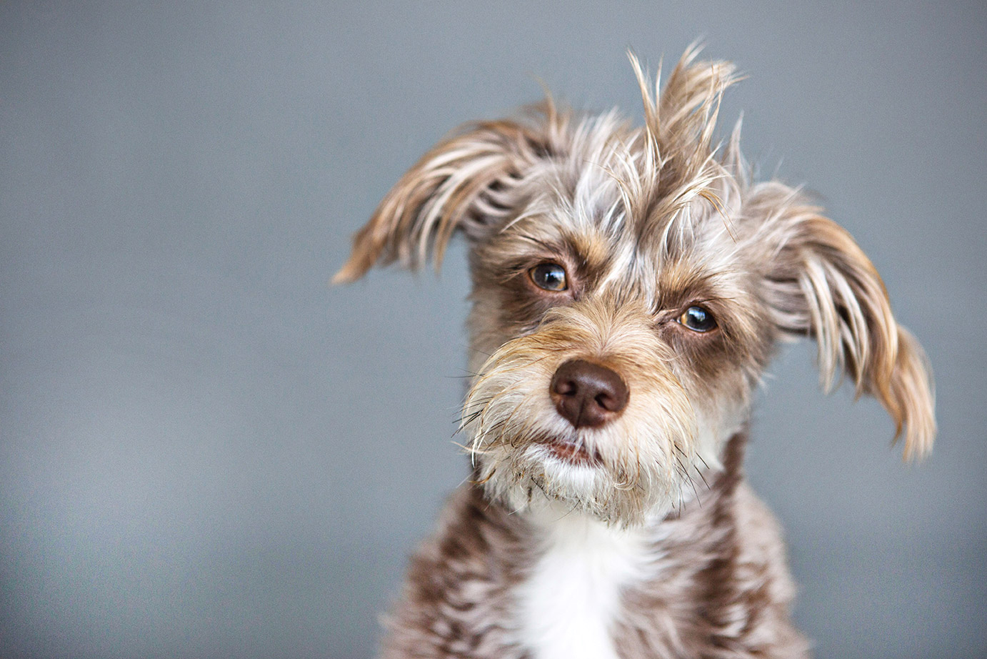 Scruffy Dog