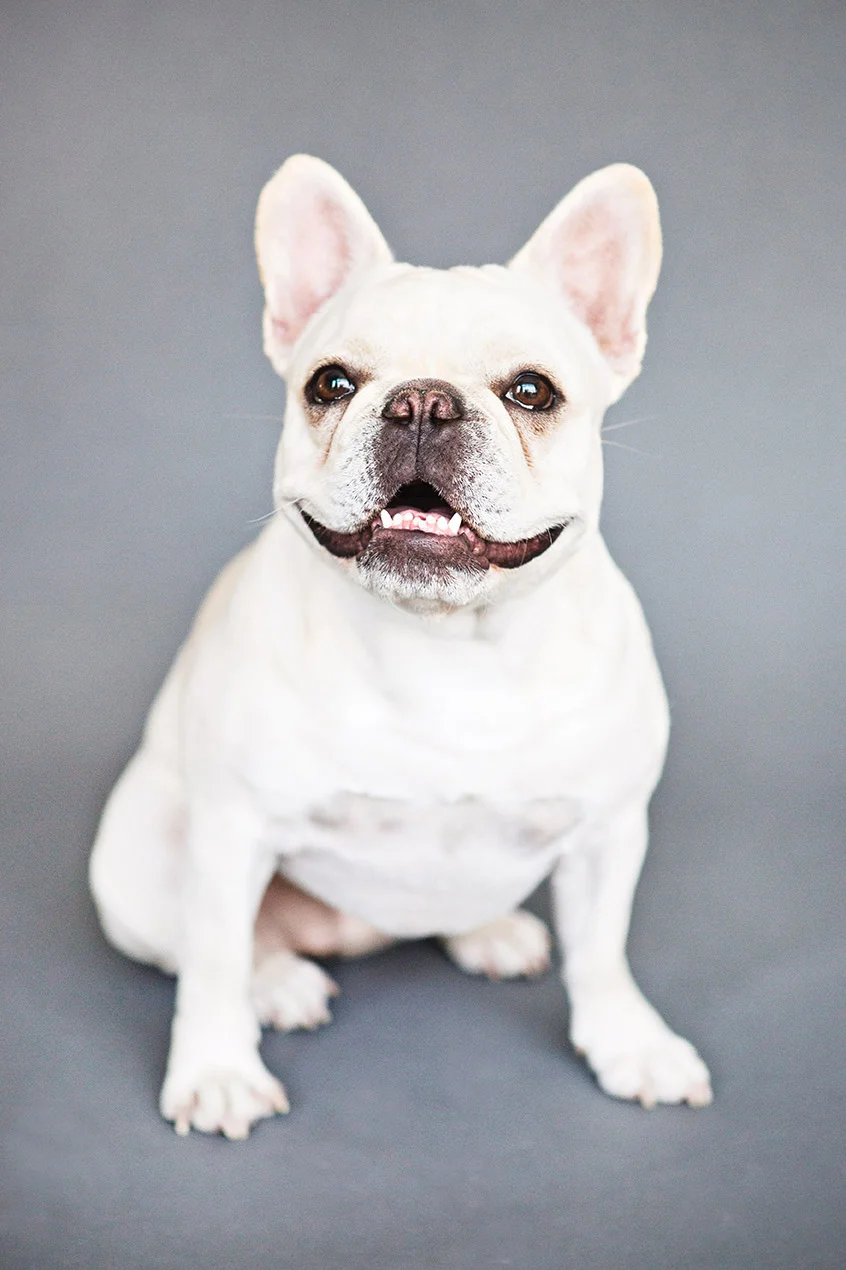 Bulldog