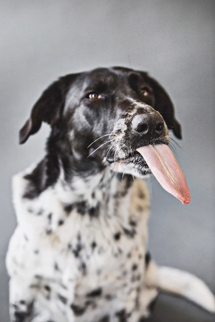 Dog-Sessions--102-1.jpg