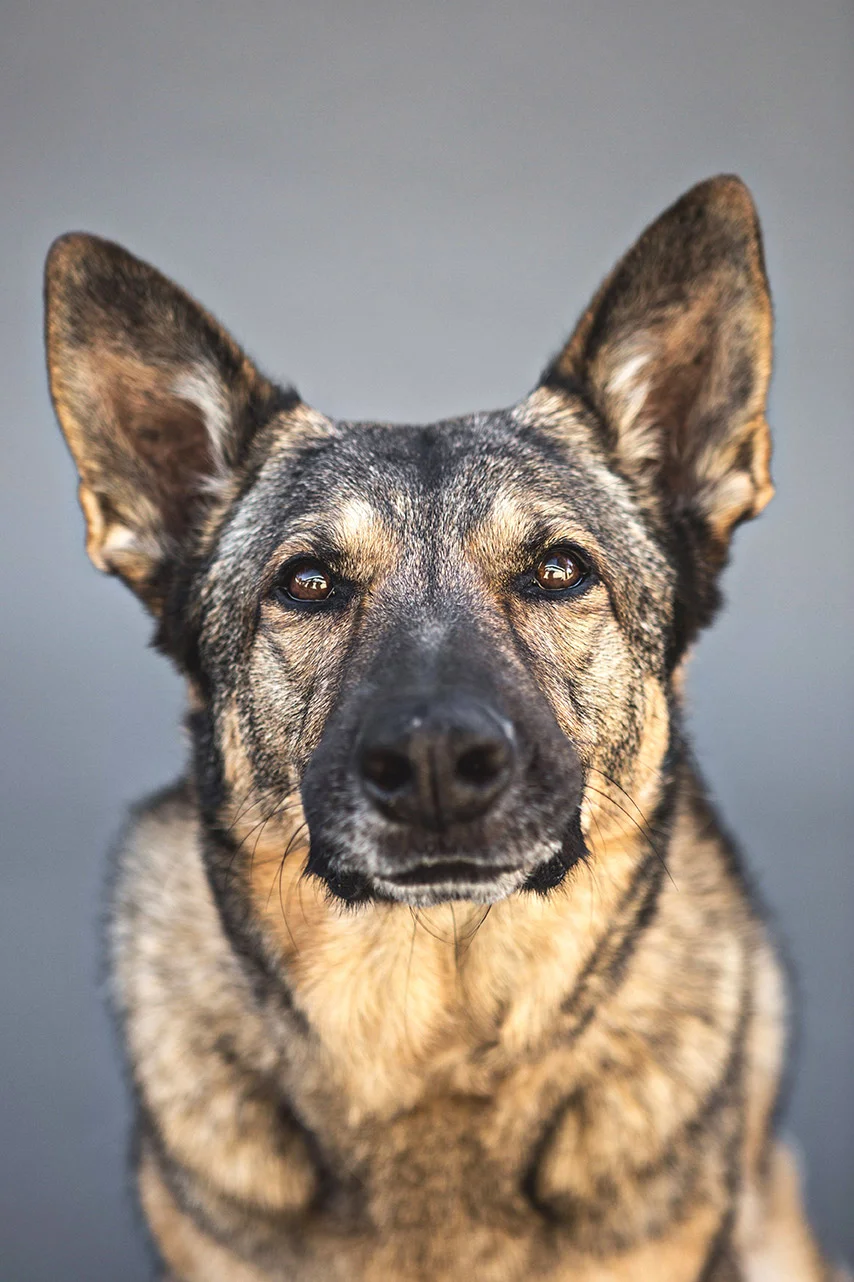 Dog-Sessions--133.jpg