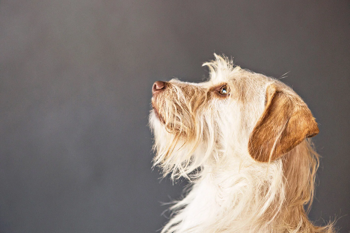 PET-SESSIONS-A---082.jpg
