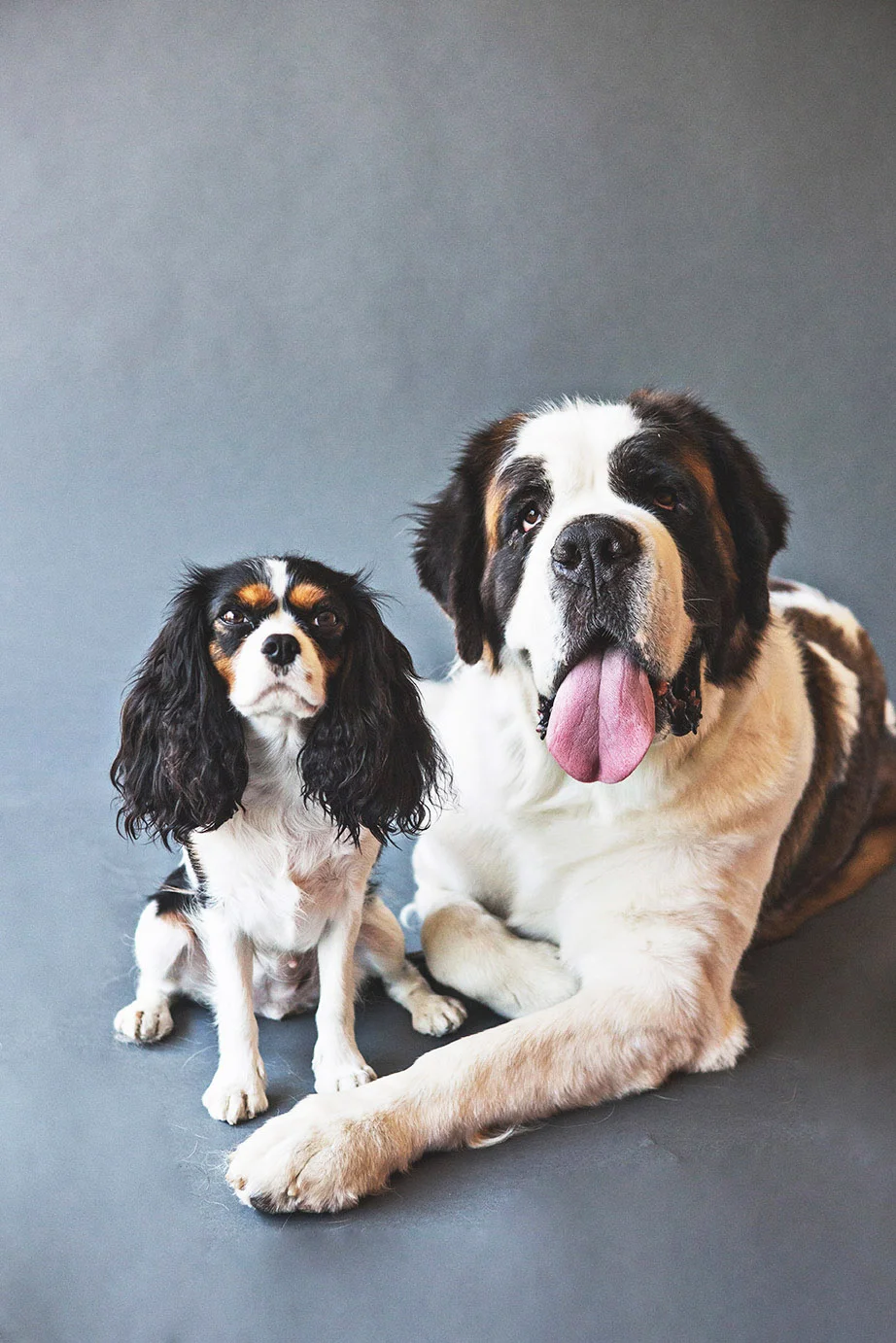 PET-SESSIONS-A---036.jpg
