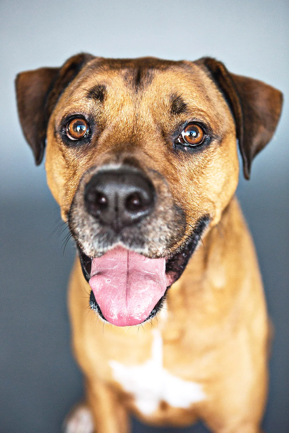 pet-Sessions-1_24--169.jpg