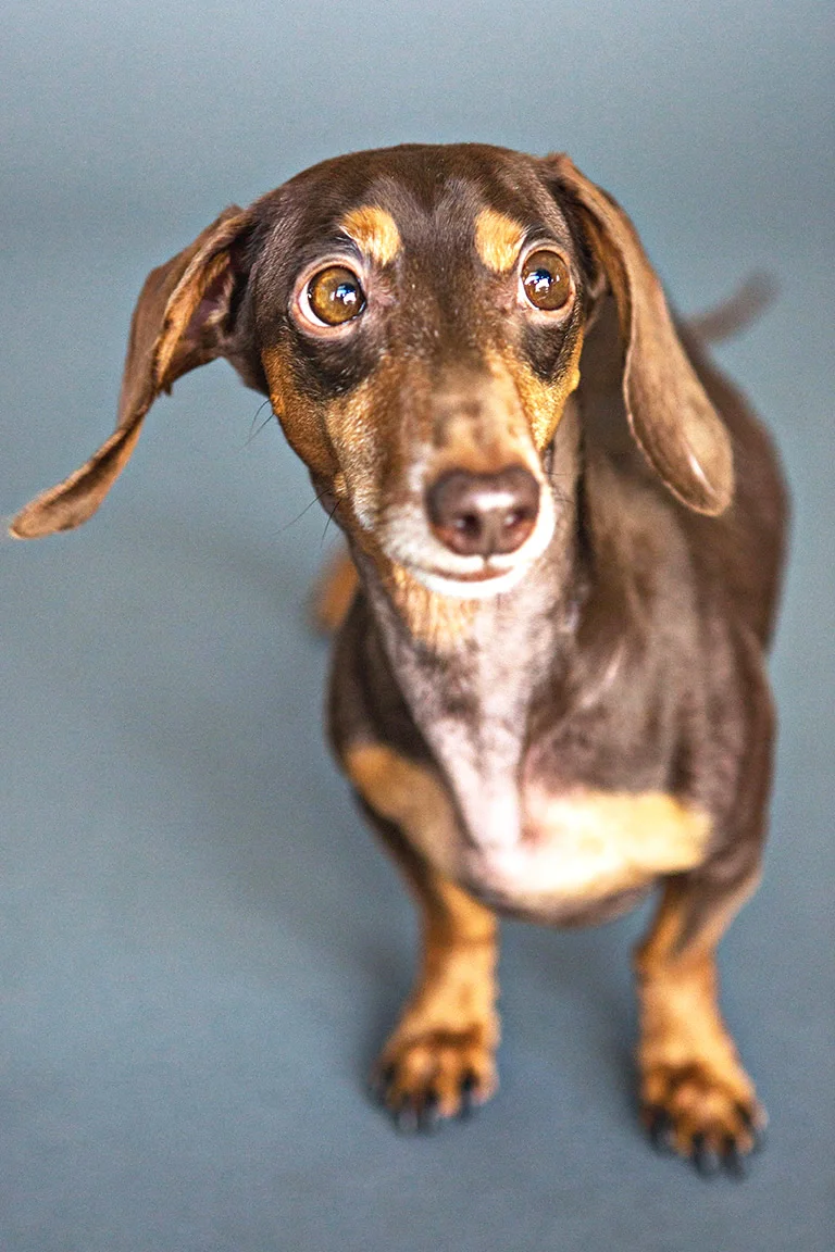 pet-Sessions-1_24--160.jpg