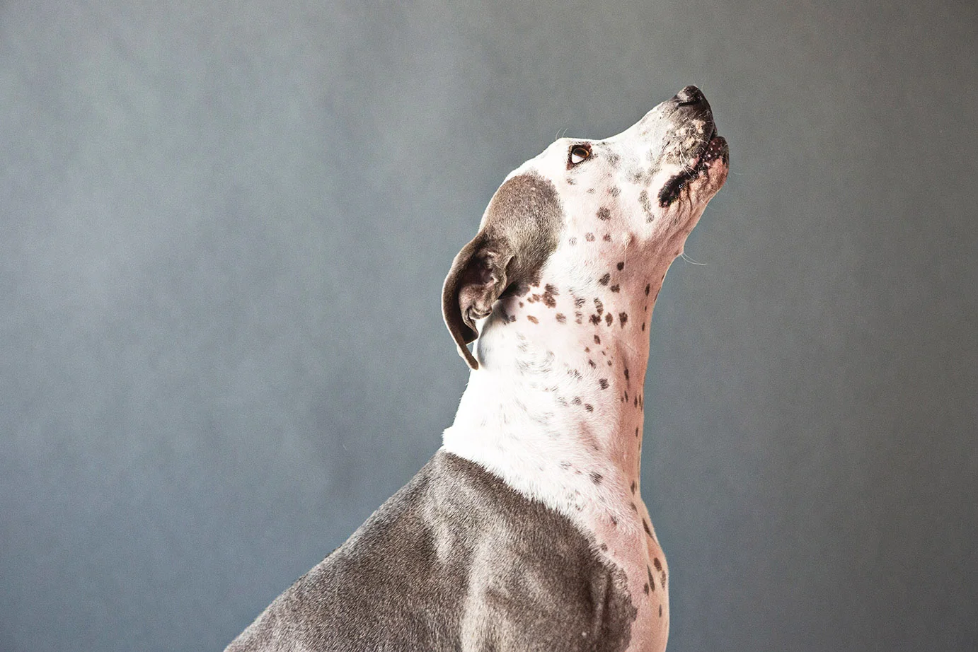 PET-SESSIONS-A---108.jpg