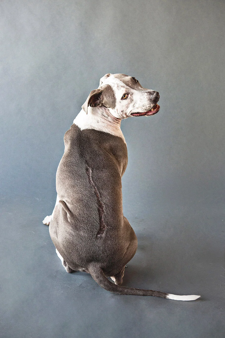 PET-SESSIONS-A---114.jpg