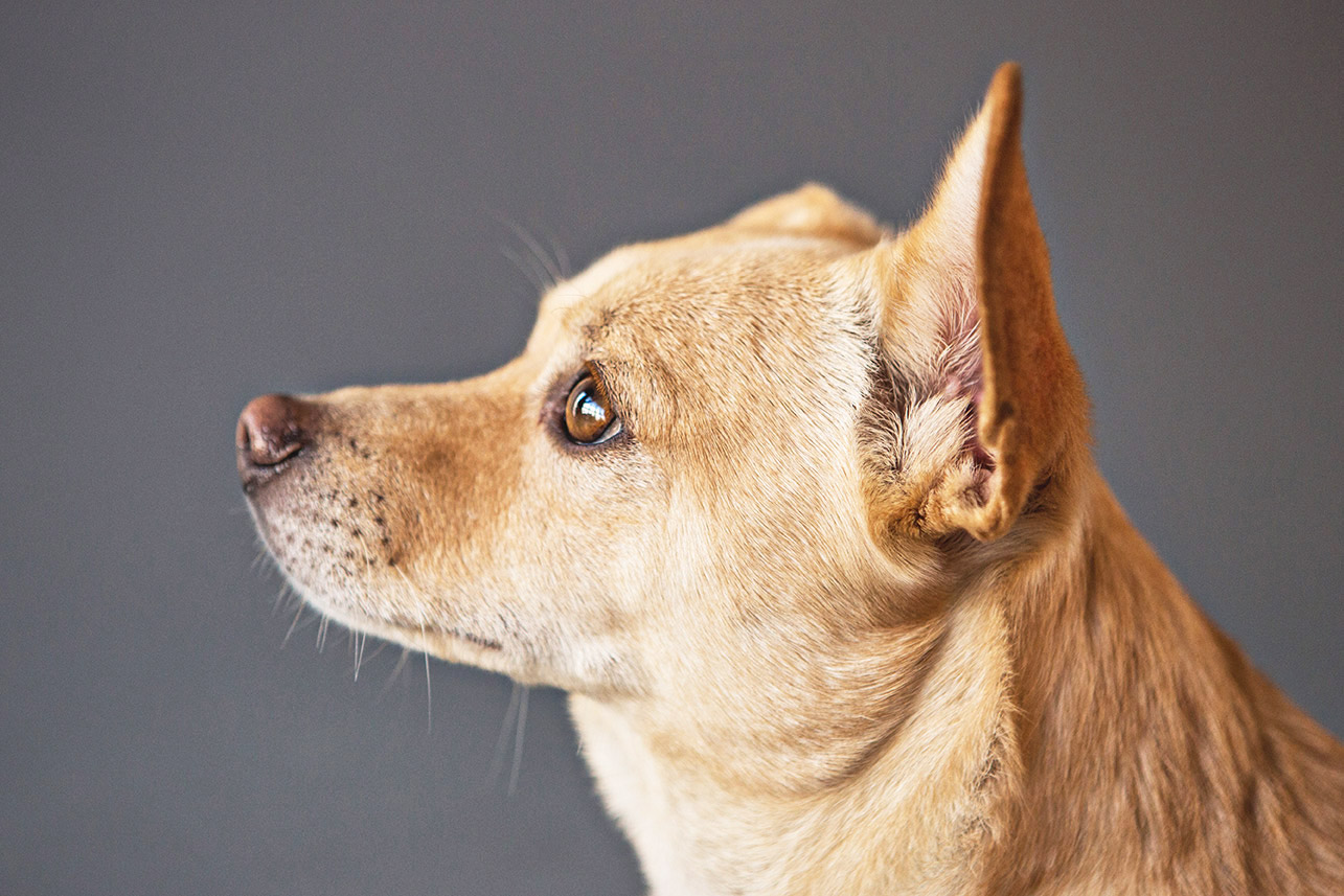 PET-SESSIONS-A---099.jpg