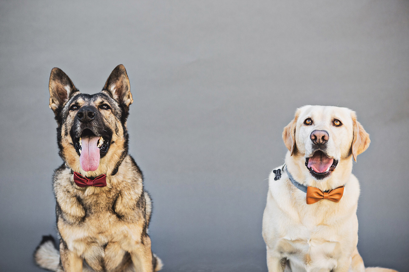 Dog-Sessions--174.jpg