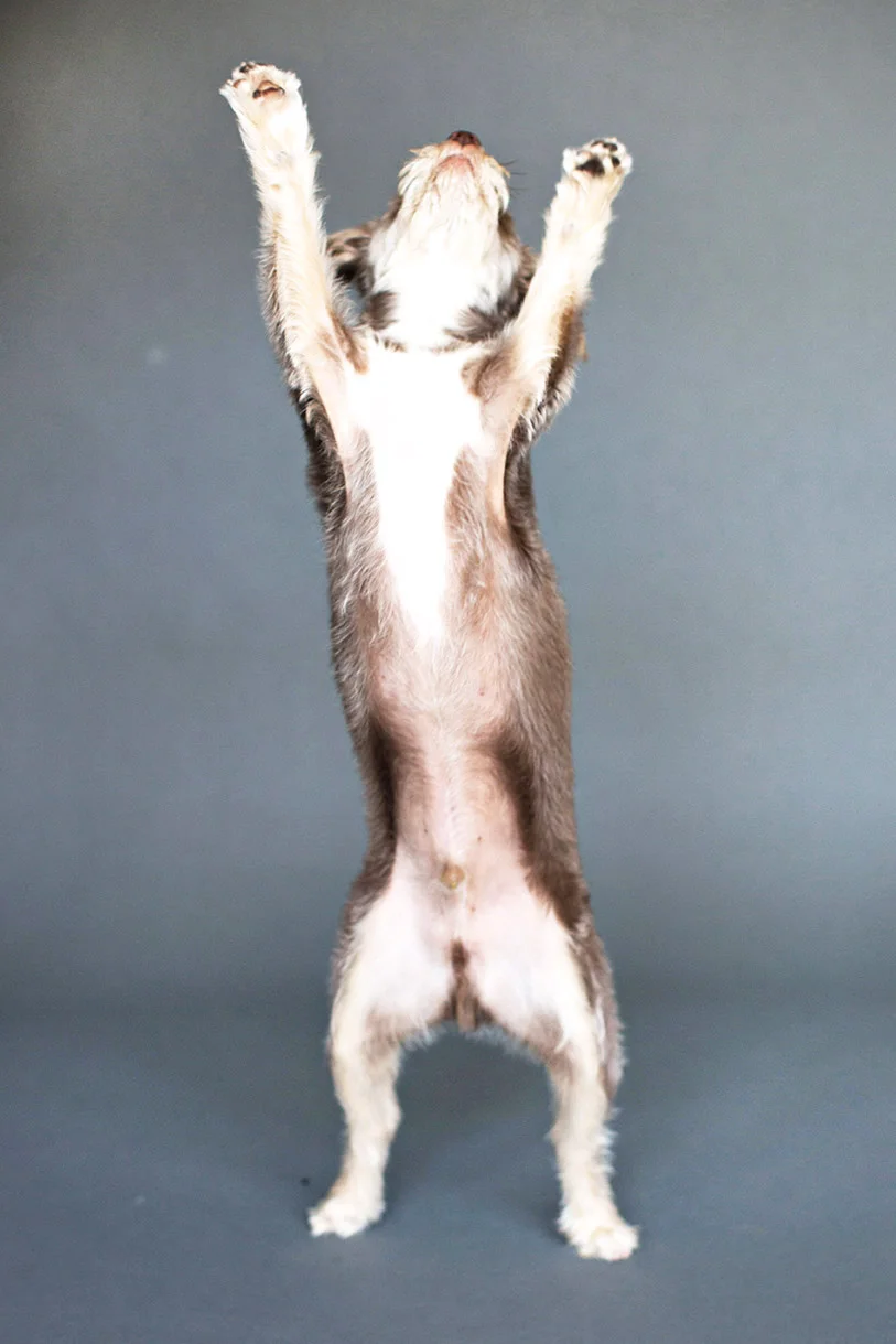 pet-Sessions-1_24--34.jpg