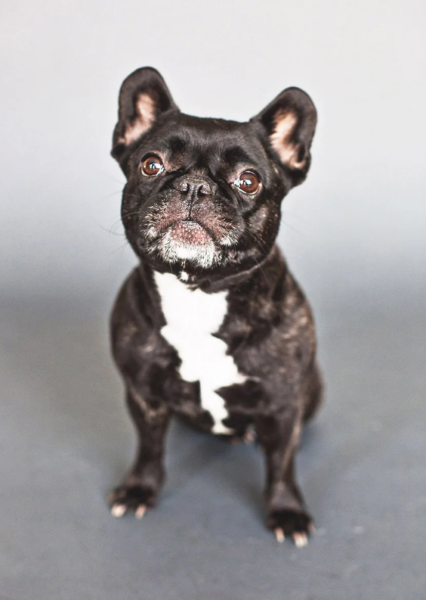 pet-Sessions-1_24--125.jpg