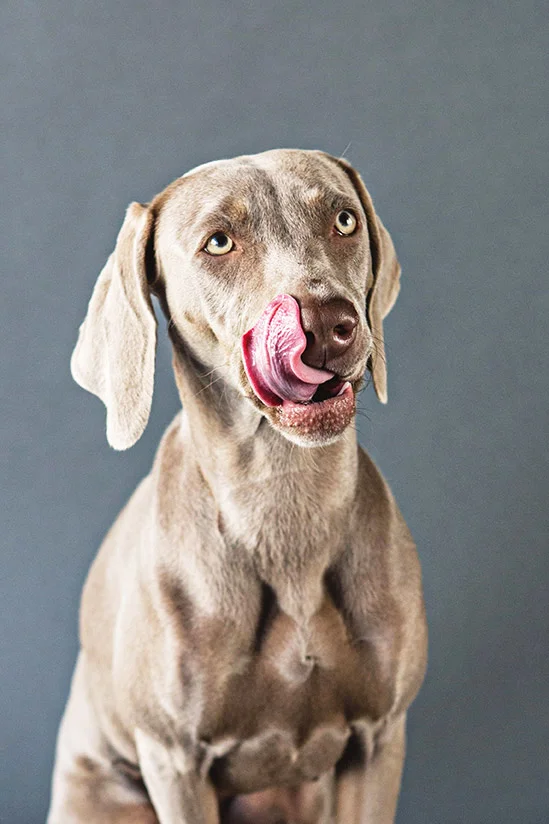 PET-SESSIONS-A---170.jpg