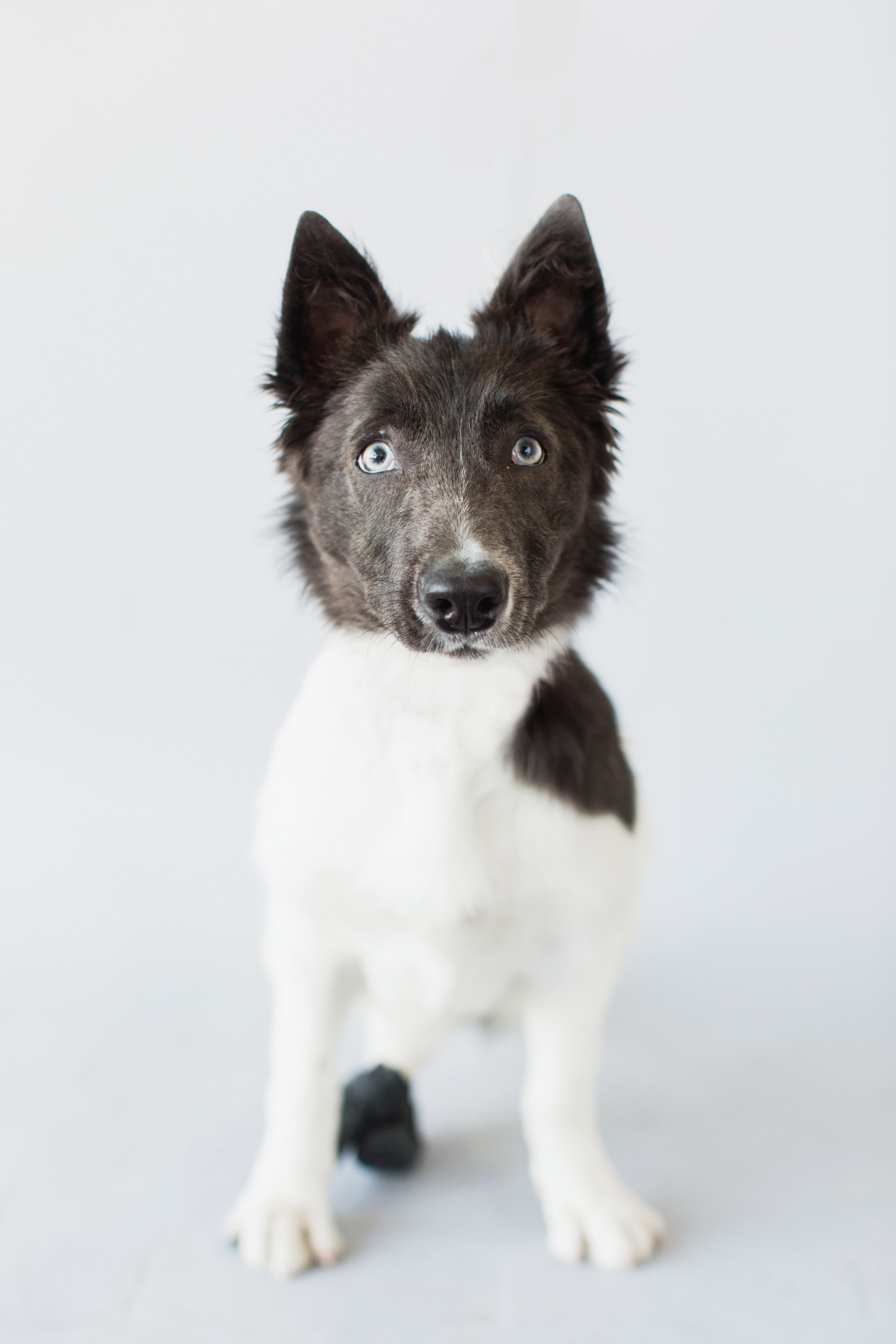 MEET CHAMP! He is a 5month old who was abandoned beacuse his back legs weren't working properly. He is getting stronger everyday now. He is so sweet and happy, and active! I had the best time meeting Champ.