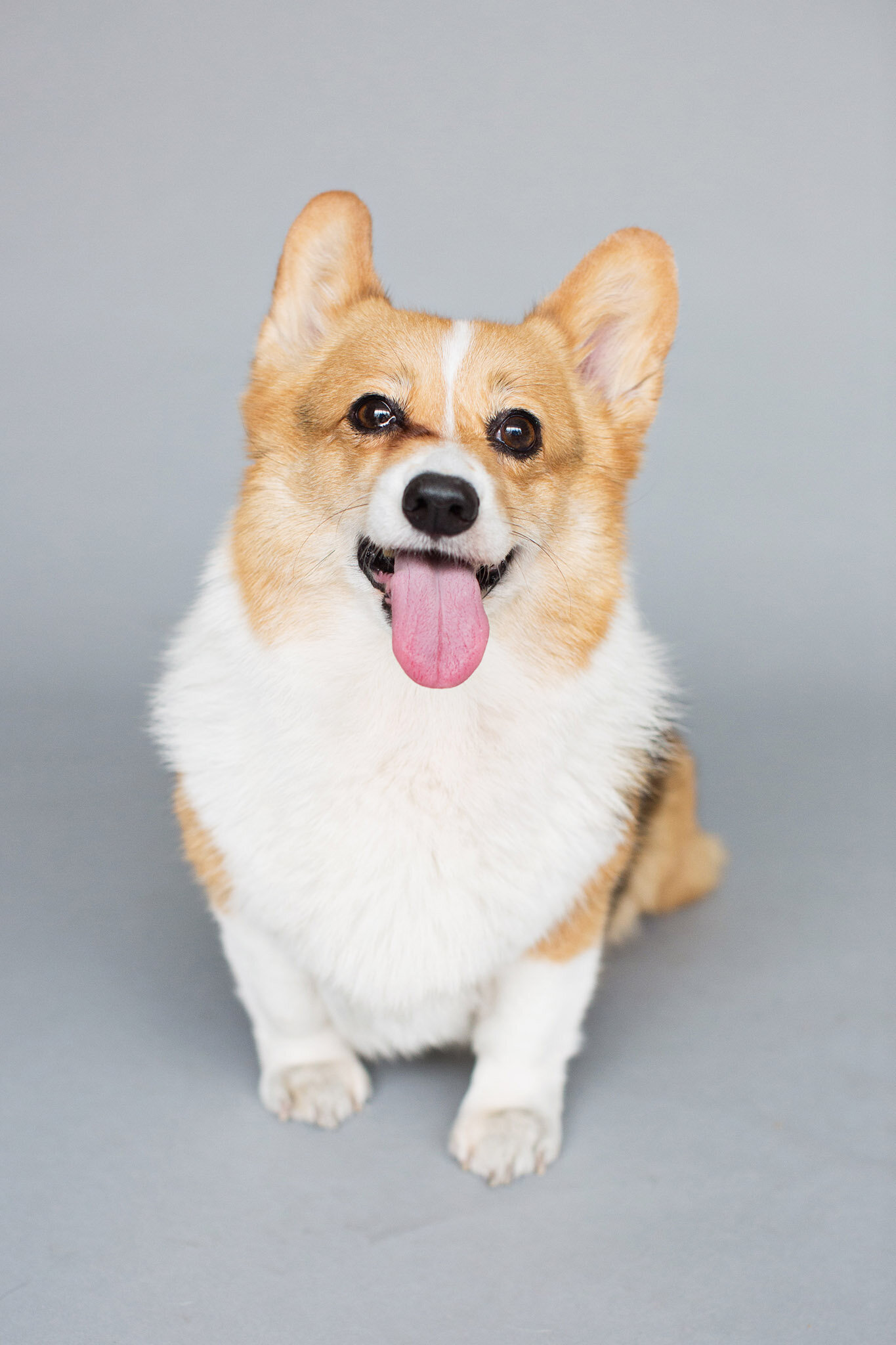 Three Corgis web-75.jpg
