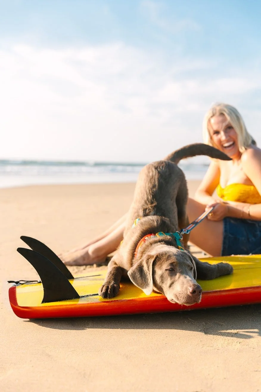 California Commercial Dog Photographer
