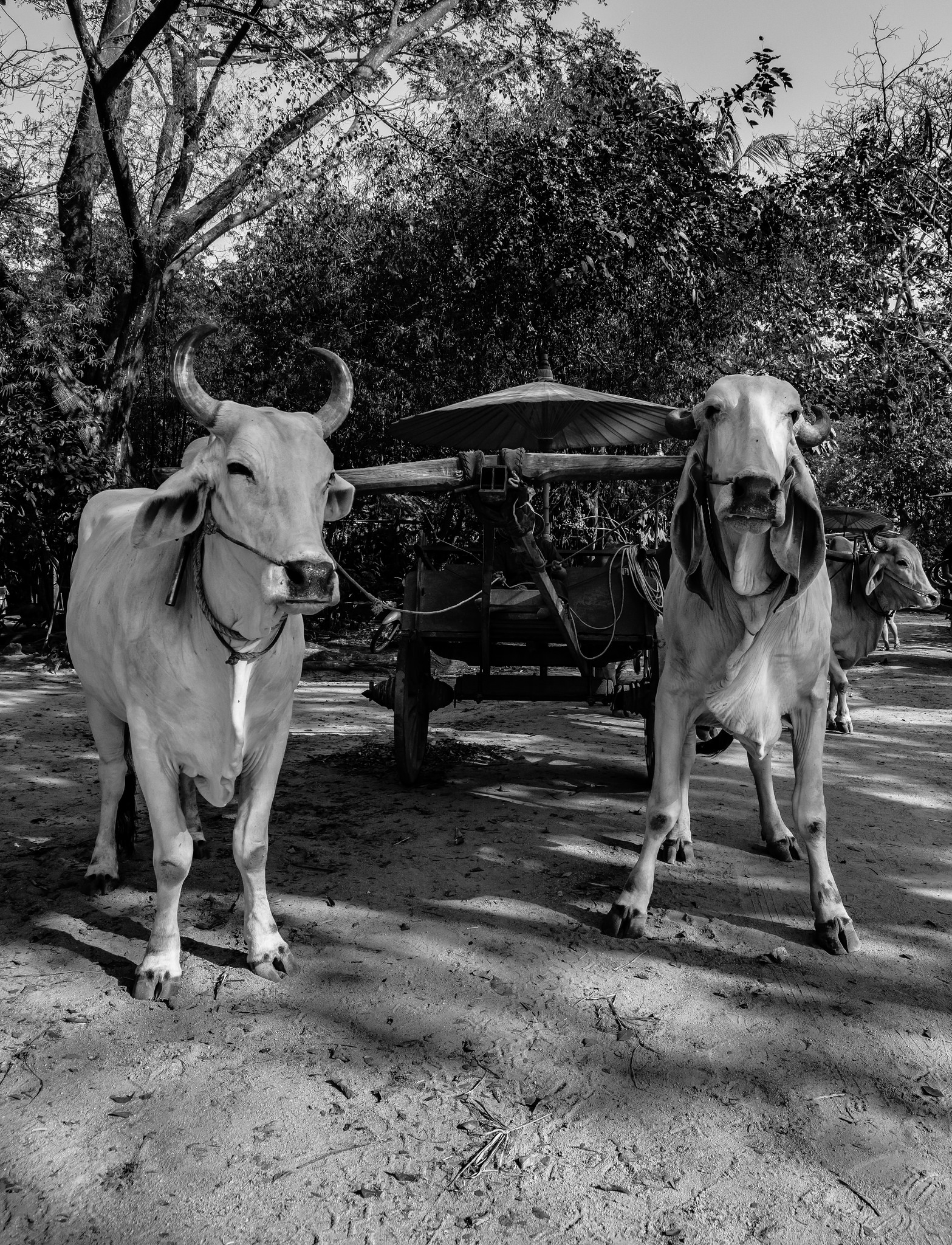 Two Ox power, Thailand