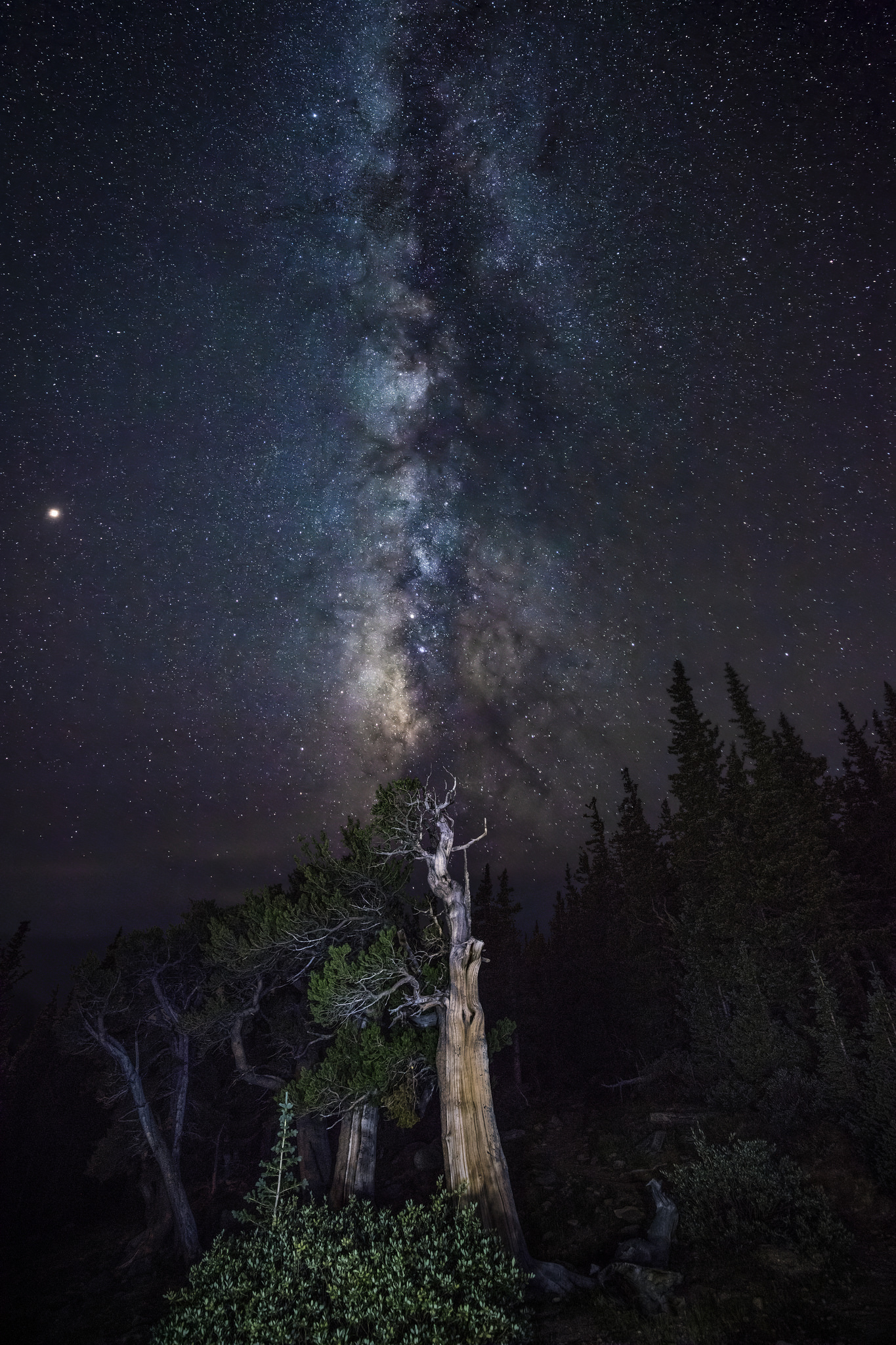 Milky Way over Bristlecone Pine