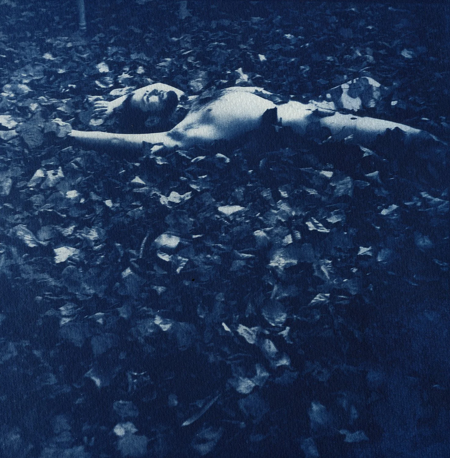 Fall, Cyanotype, 2022, Portland, OR