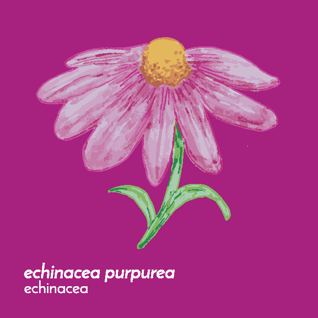 EchinaceaTincture-Front.png