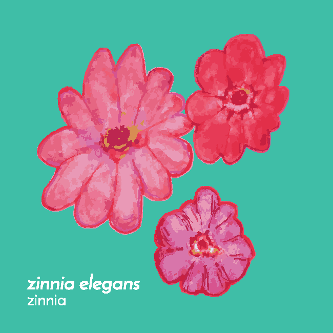 ZinniaFlowerEssence-Front.png