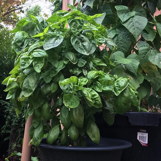 On this grey day the only thing to do is harvest the basil. I will dry some, make pesto with some and, excitingly, see if I can&rsquo;t strike a few stems, create a microclimate and grow more inside over winter! #microclimate #pesto #driedbasil #wind