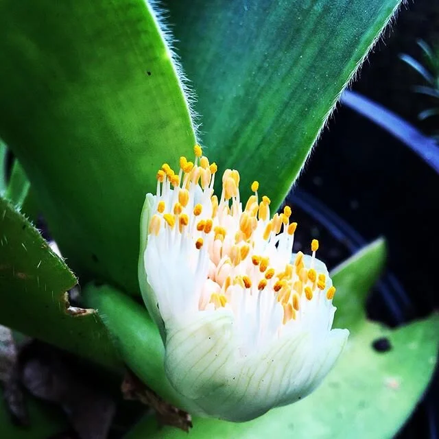 It&rsquo;s taken a 5 years for the haemanthus albiflos to offer it&rsquo;s paintbrush bloom. #haemanthusalbiflos
