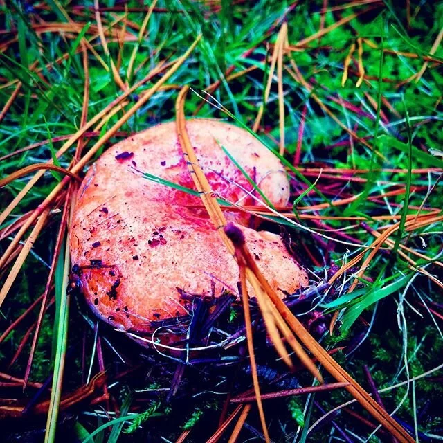 Bountiful mushrooms edible, enhanced, and poisonous enhanced and some just as robust as they are. Best season in ages! #safronmilkcaps #mushrooms #autumn #harvest