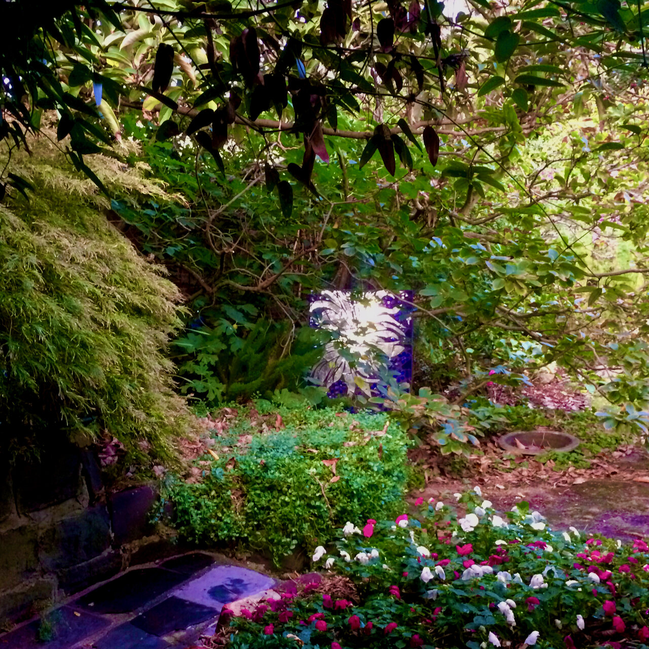 Mum's at a distance in garden.jpeg
