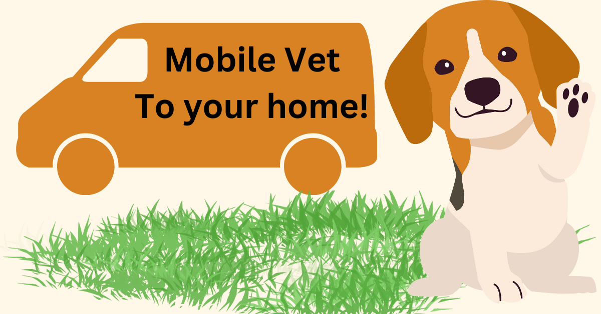 Convenience Meets Care The Evolution of Mobile Veterinary Services