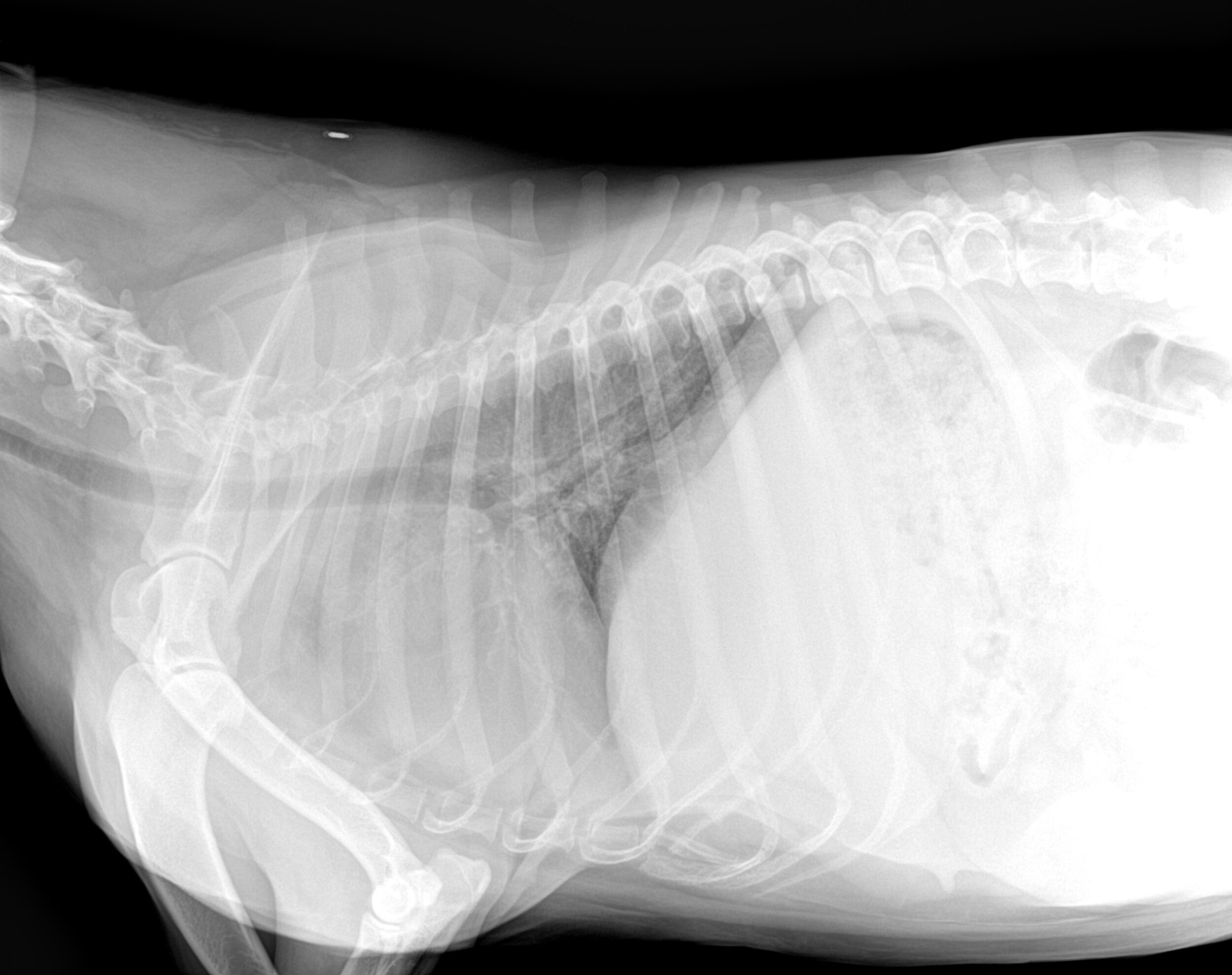 What Is an Under-Exposed X-Ray, and Why Does It Matter? — New Vet Equipment