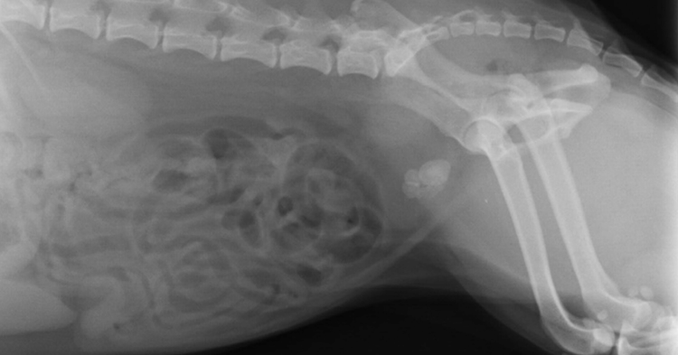 Image showcasing Diagnosing Bladder Stones in Pets: What You Need to Know