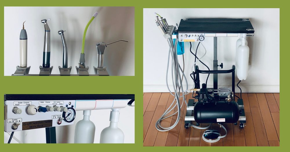Veterinary Instrument Cleaner The Ultimate Guide to Veterinary Dental Cleaning Stations