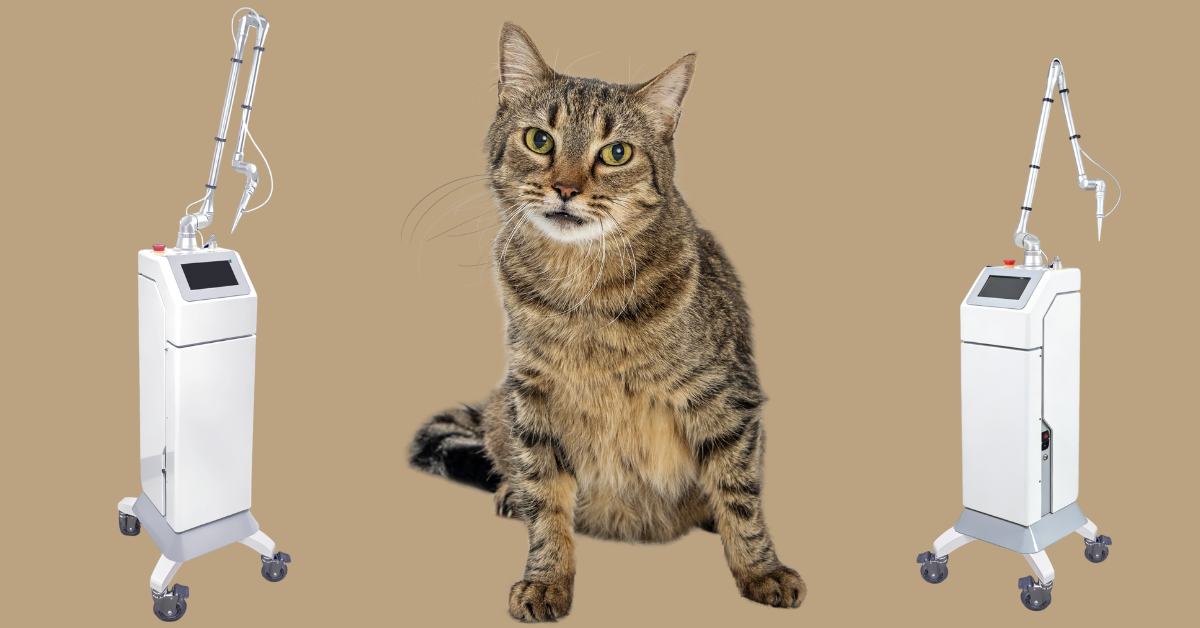Why CO₂ Lasers Are Especially Advantageous in Feline Surgery
