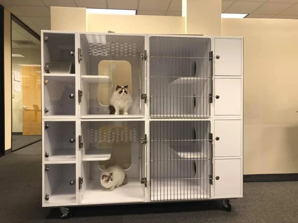 Why Cat-Specific Cages Matter in Rescue Facilities (More Than You Might Think)