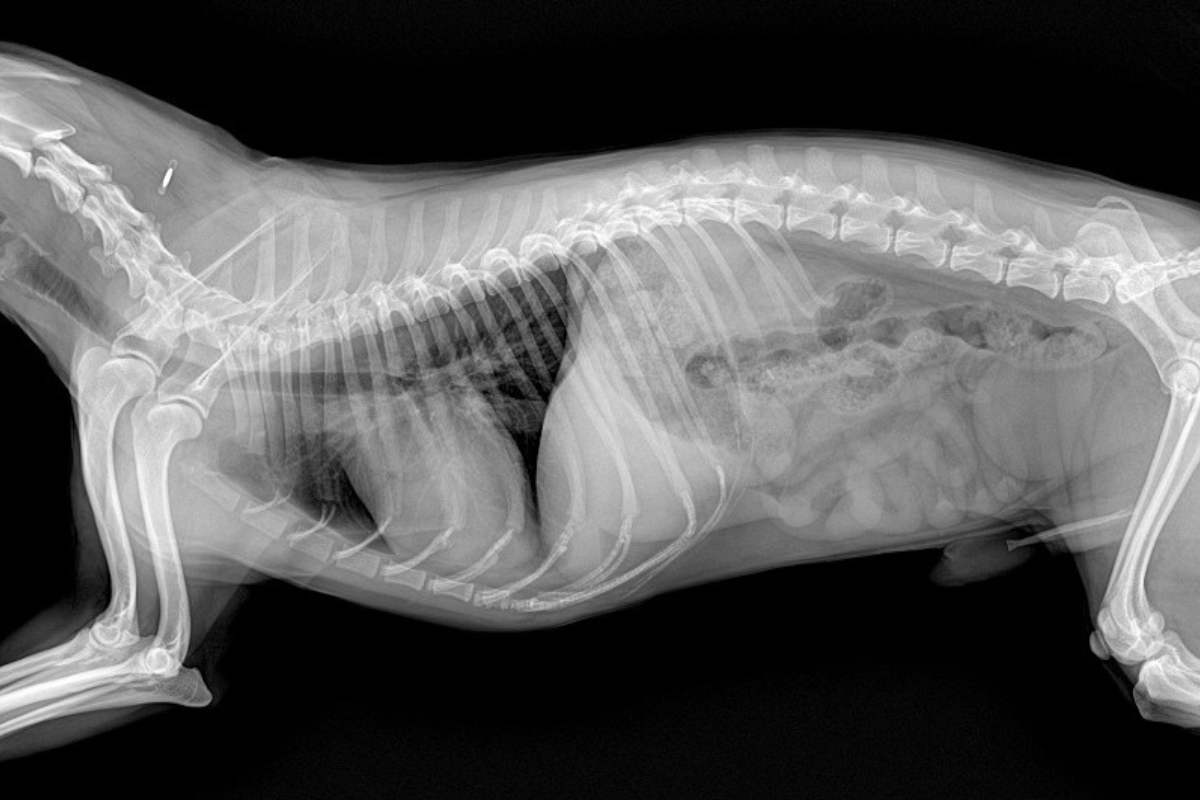 X-ray image of a dog showing ribcage and spine, side view.