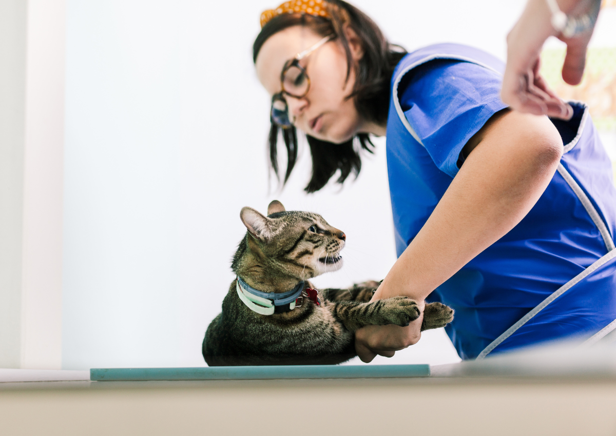 Veterinary XRay Positioning A Helpful Guide — New Vet Equipment