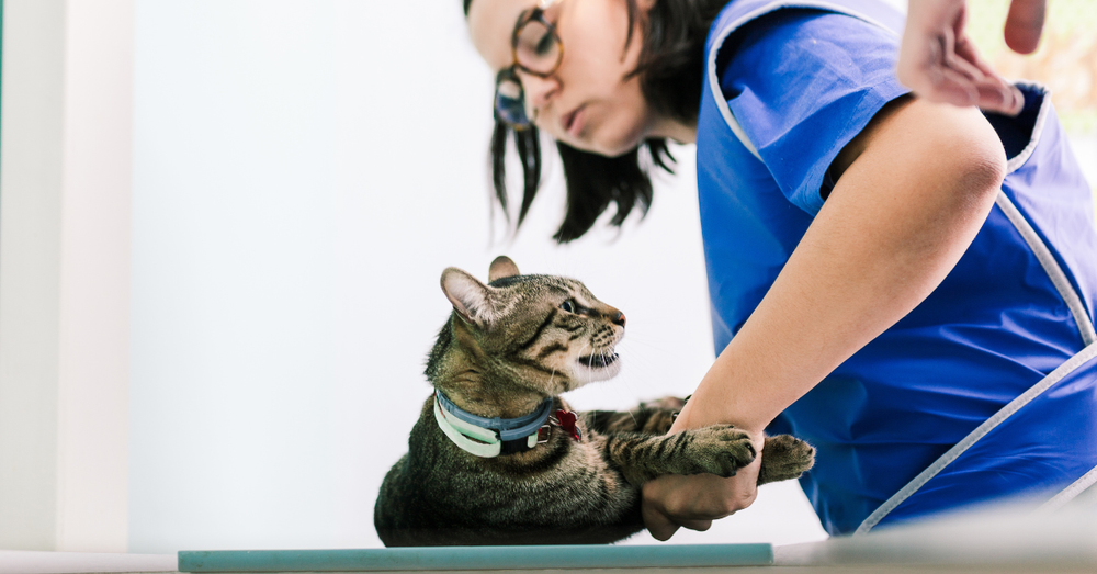 The Art of Cat Xray Imaging Techniques and Interpretation — New Vet