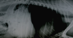 What Is an Over-Exposed X-Ray? How to Avoid Over-Exposed