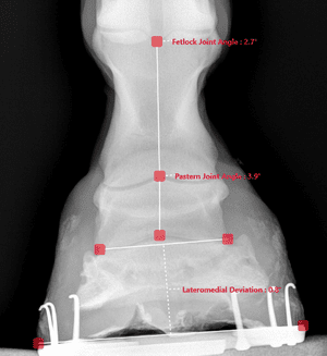 Taking, Measuring, & Interpreting Rads of the Equine Foot