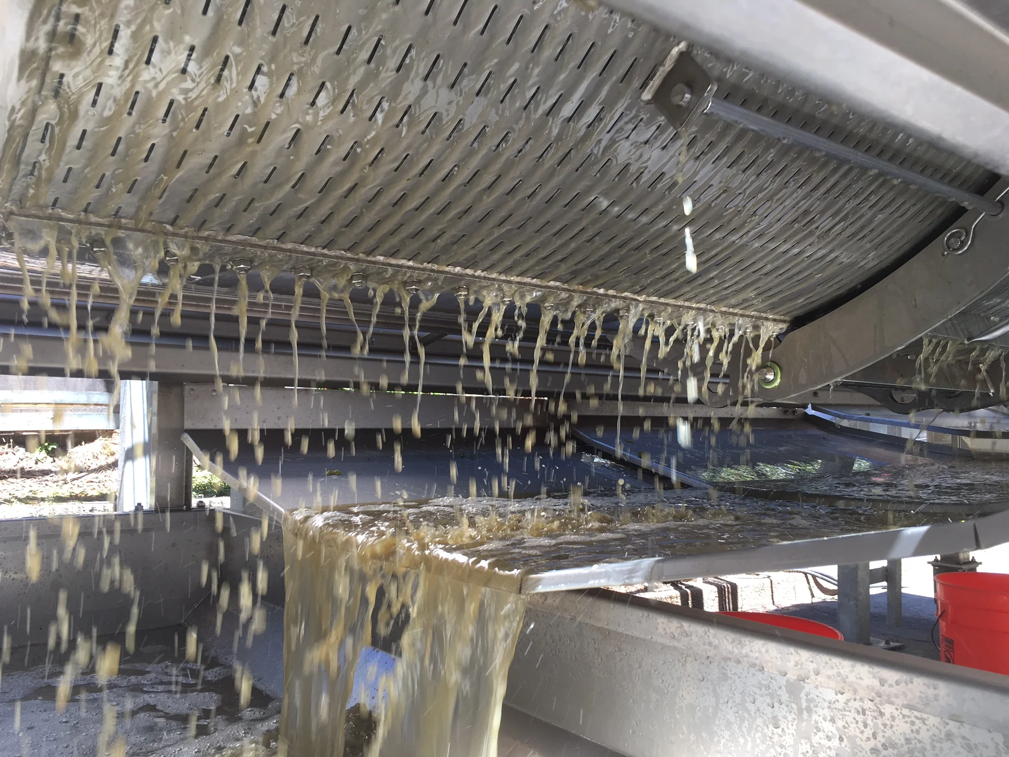 Juicy! Juice falls from press as grapes are squeezed.