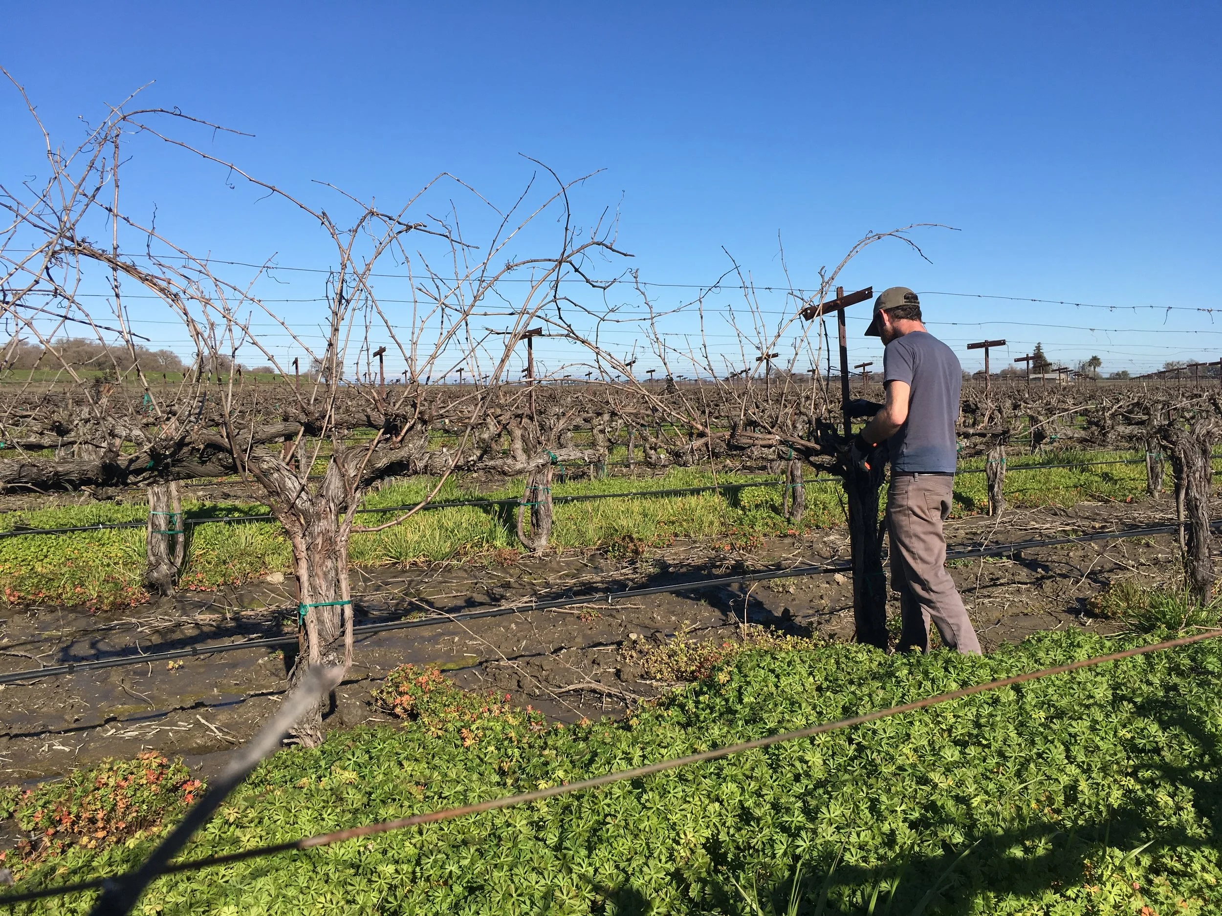Jordy pruning