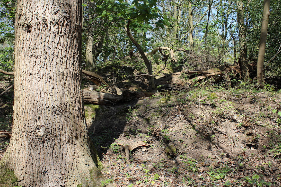 A wooded area in Essex for consideration
