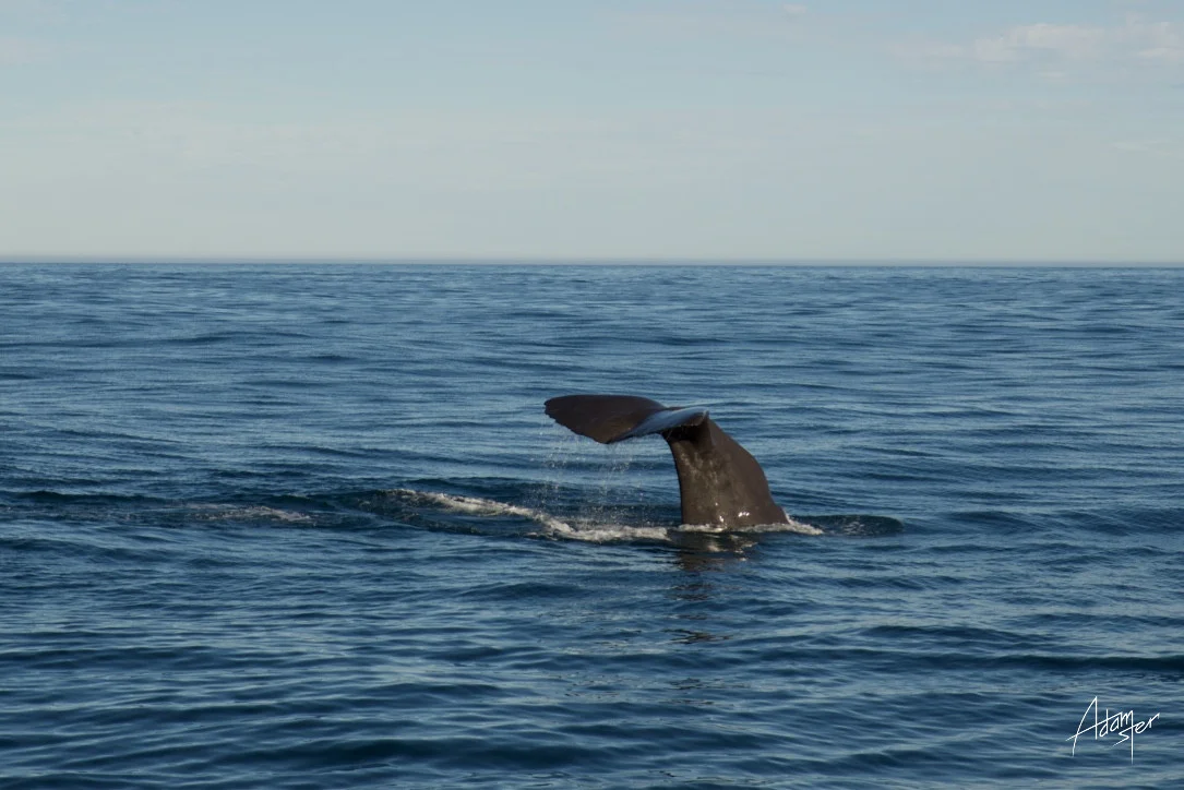 Kaikoura whale watching &nbsp;/ &nbsp;South Island
