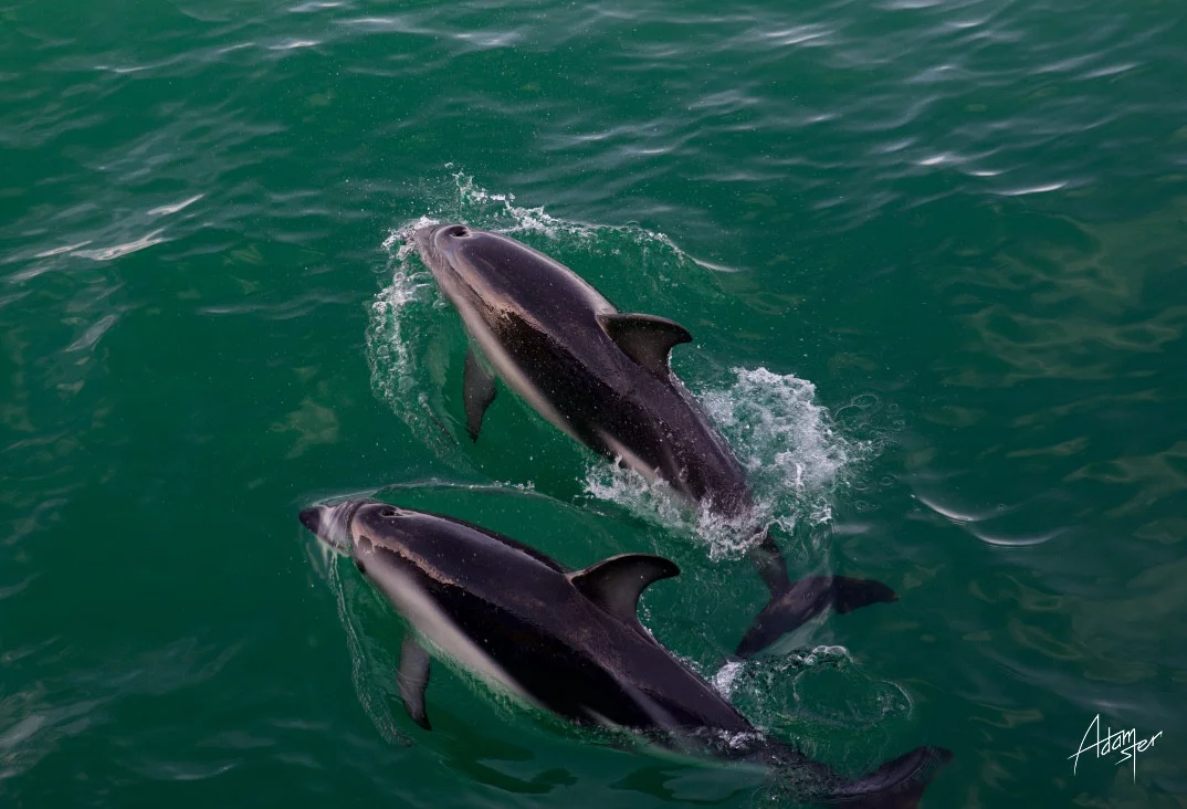 Kaikoura whale watching &nbsp;/ &nbsp;South Island