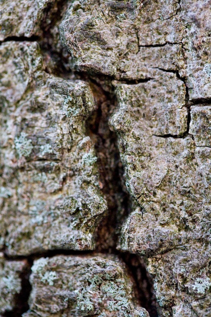 macroplantwalk006.jpg