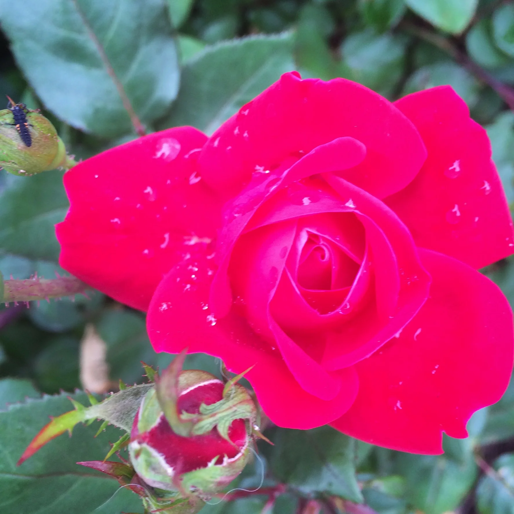 This DC rain is making me a little nutty but the roses in front of my place are drinking it up. 