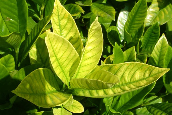 iron-deficiency-large.jpg