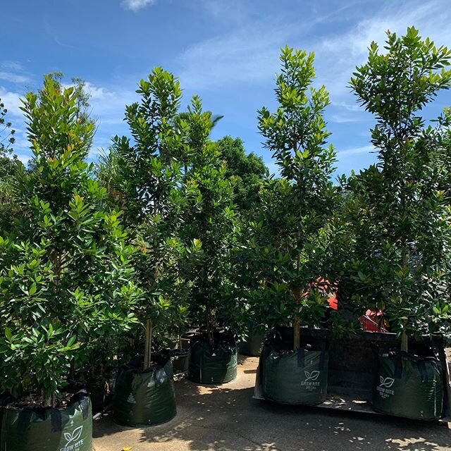 Sold hundreds of &ldquo;Luscious&rdquo; Tristaniopsis laurina PBR, in the past few weeks!

100lt are 45% OFF while stock lasts.
45ltr are 35% OFF

100 ltr have been a popular size for screening &amp; hedging property borders.

200ltr (in photo) are a